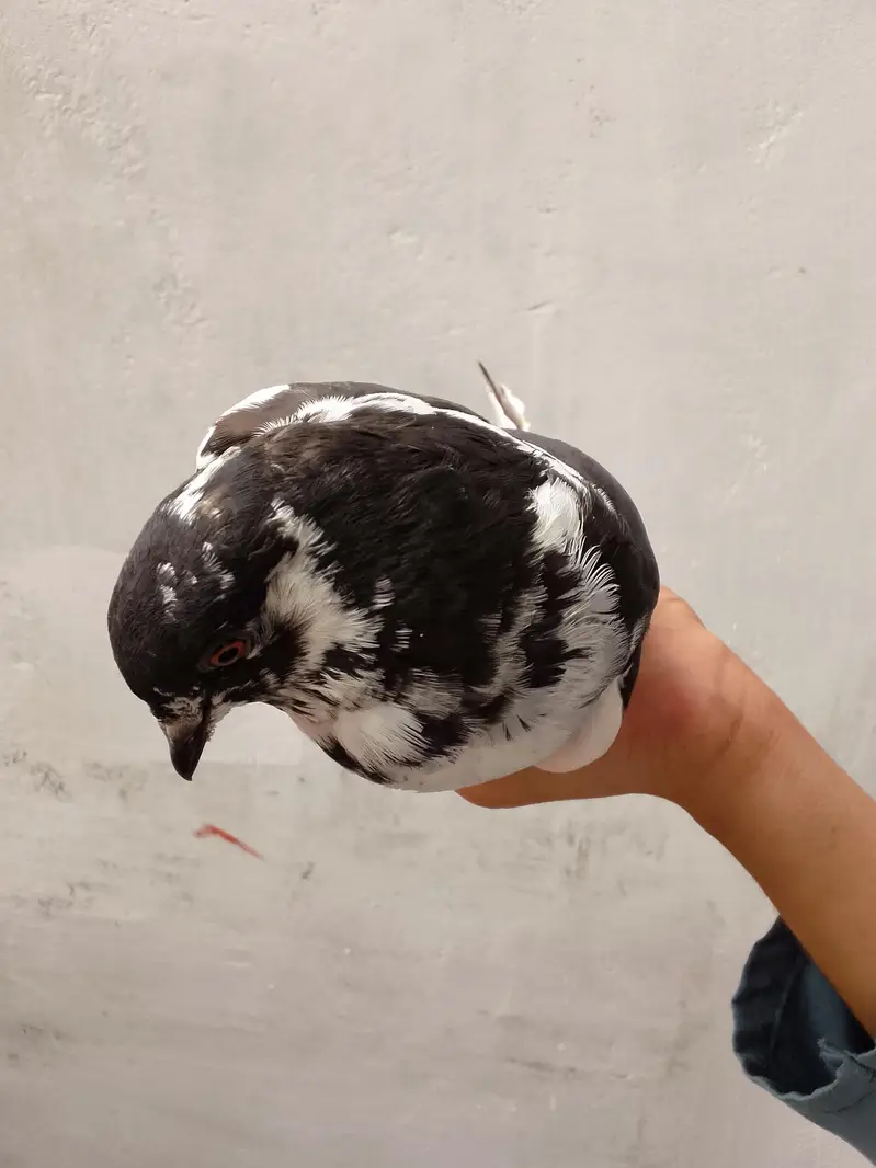 pigeon — photo 4