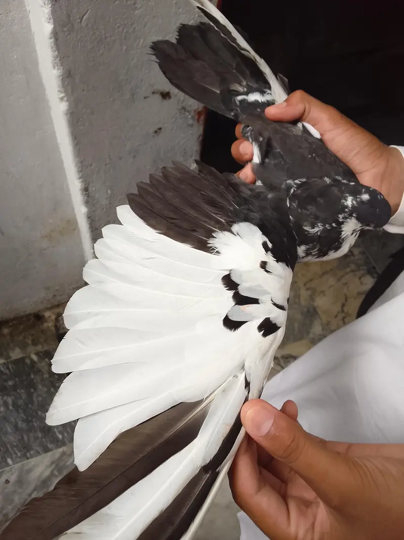 pigeon — photo 5