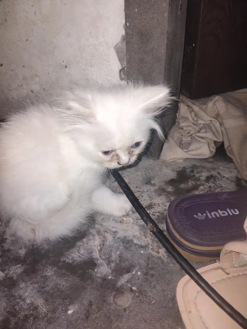 persion punch face kittens for sale contact for any one of these — photo 3