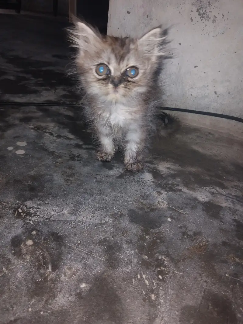 persion punch face kittens for sale contact for any one of these — photo 4