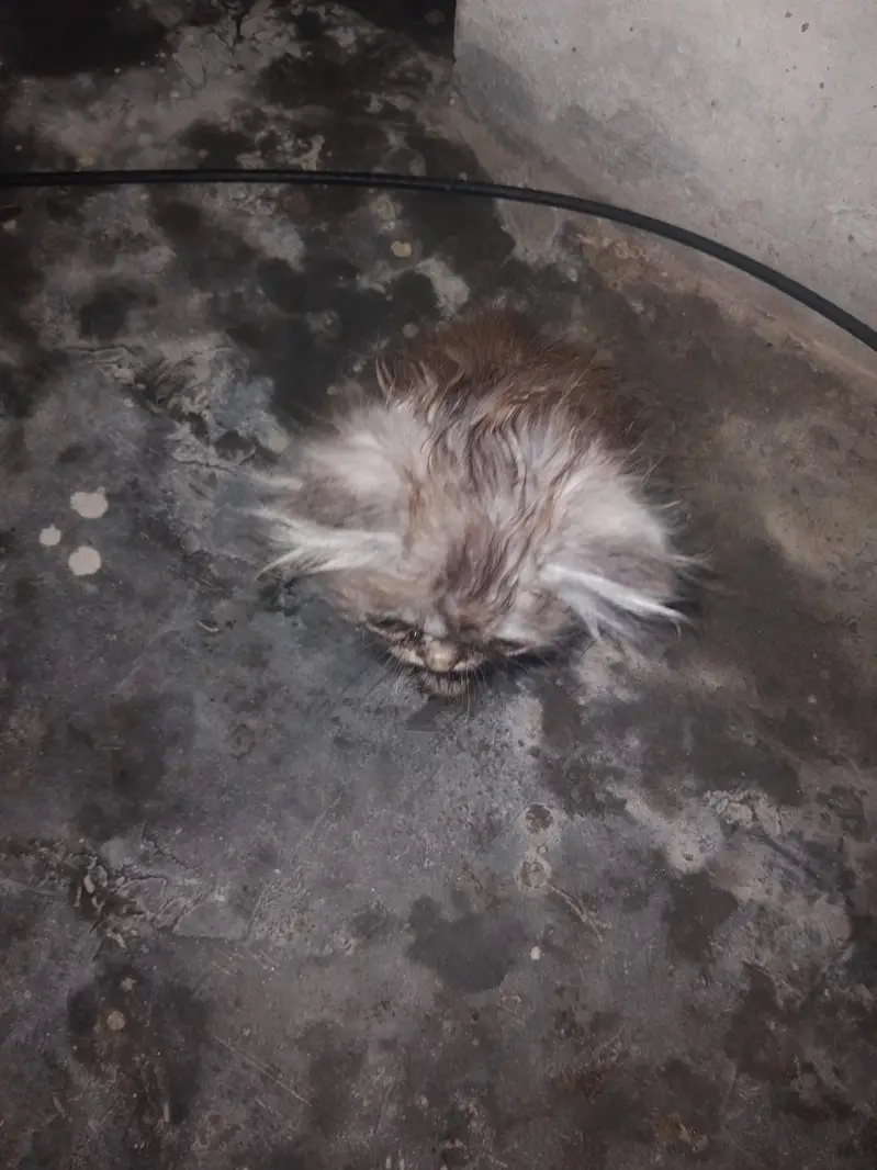 persion punch face kittens for sale contact for any one of these — photo 5