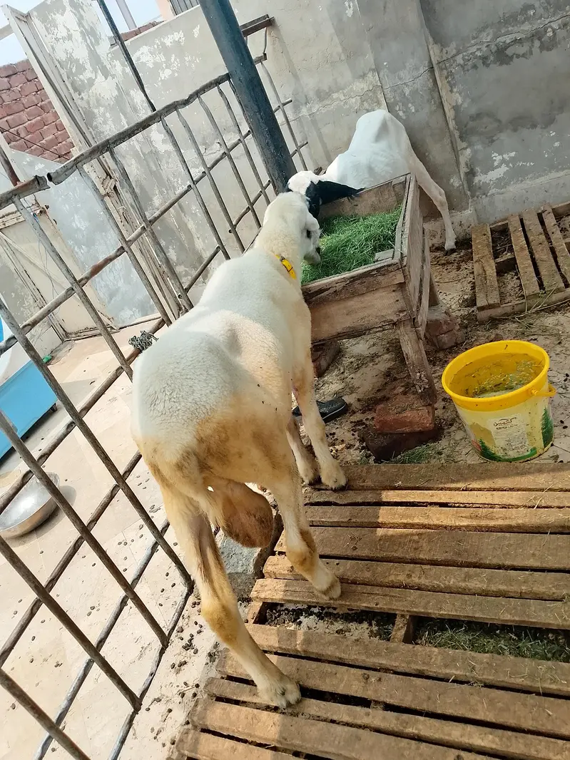 bilkul thik h 03467755688 — photo 8
