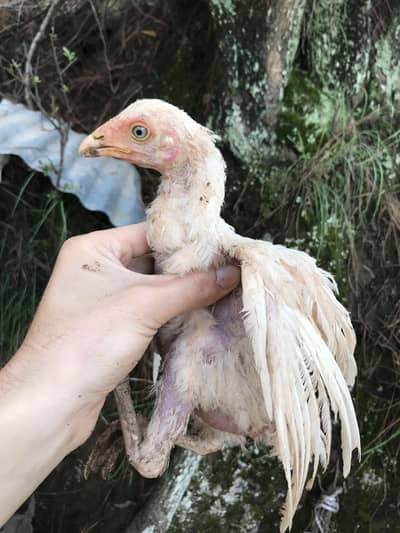 read details please ,herra aseel chicks for sale