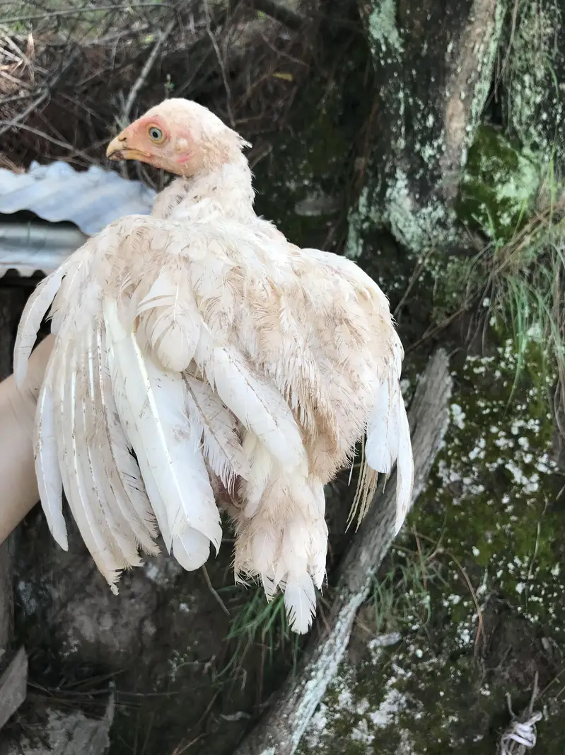 read details please ,herra aseel chicks for sale — photo 2
