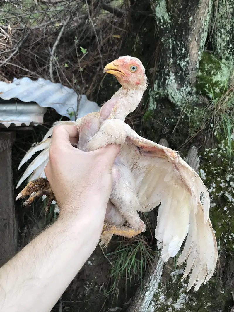 read details please ,herra aseel chicks for sale — photo 3