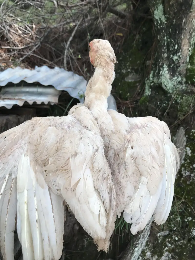 read details please ,herra aseel chicks for sale — photo 4