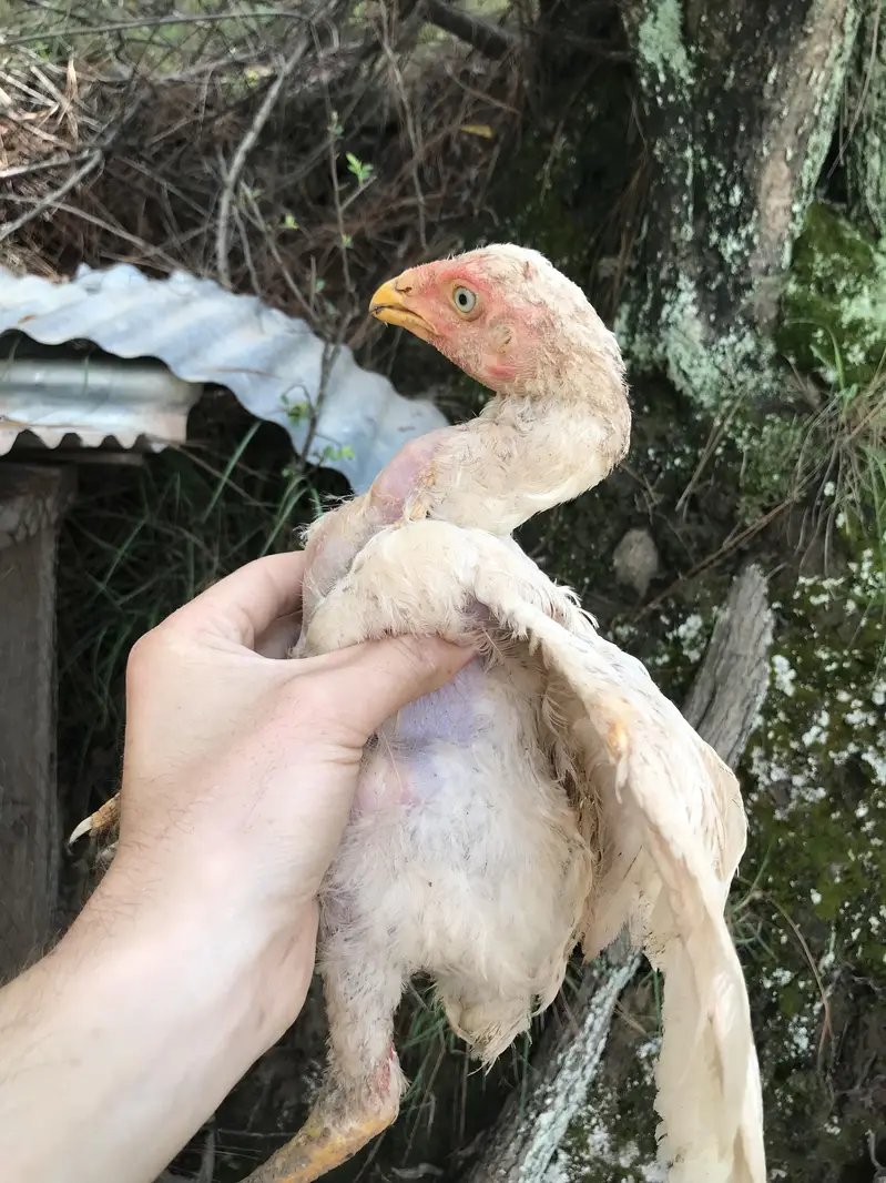 read details please ,herra aseel chicks for sale — photo 5