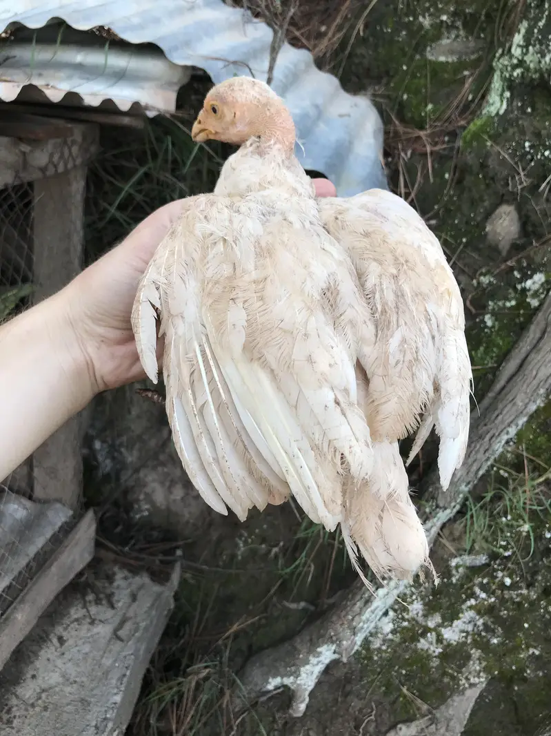 read details please ,herra aseel chicks for sale — photo 6