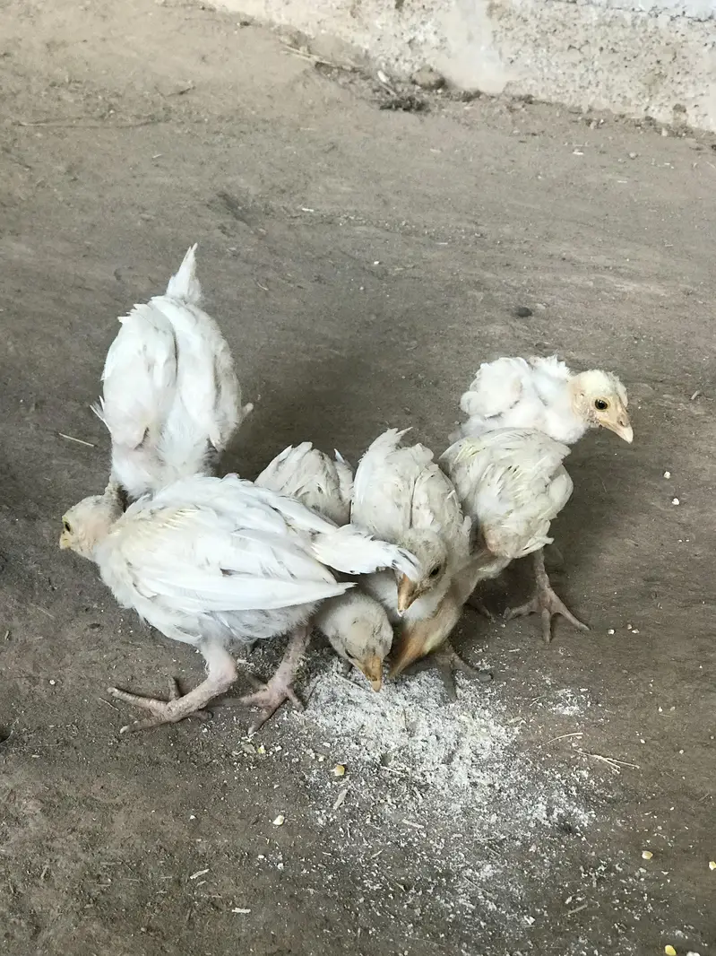 read details please ,herra aseel chicks for sale — photo 7