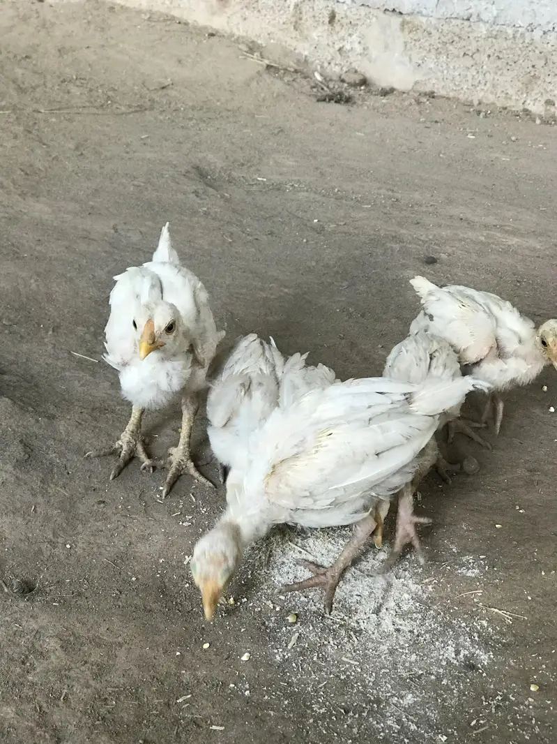 read details please ,herra aseel chicks for sale — photo 8
