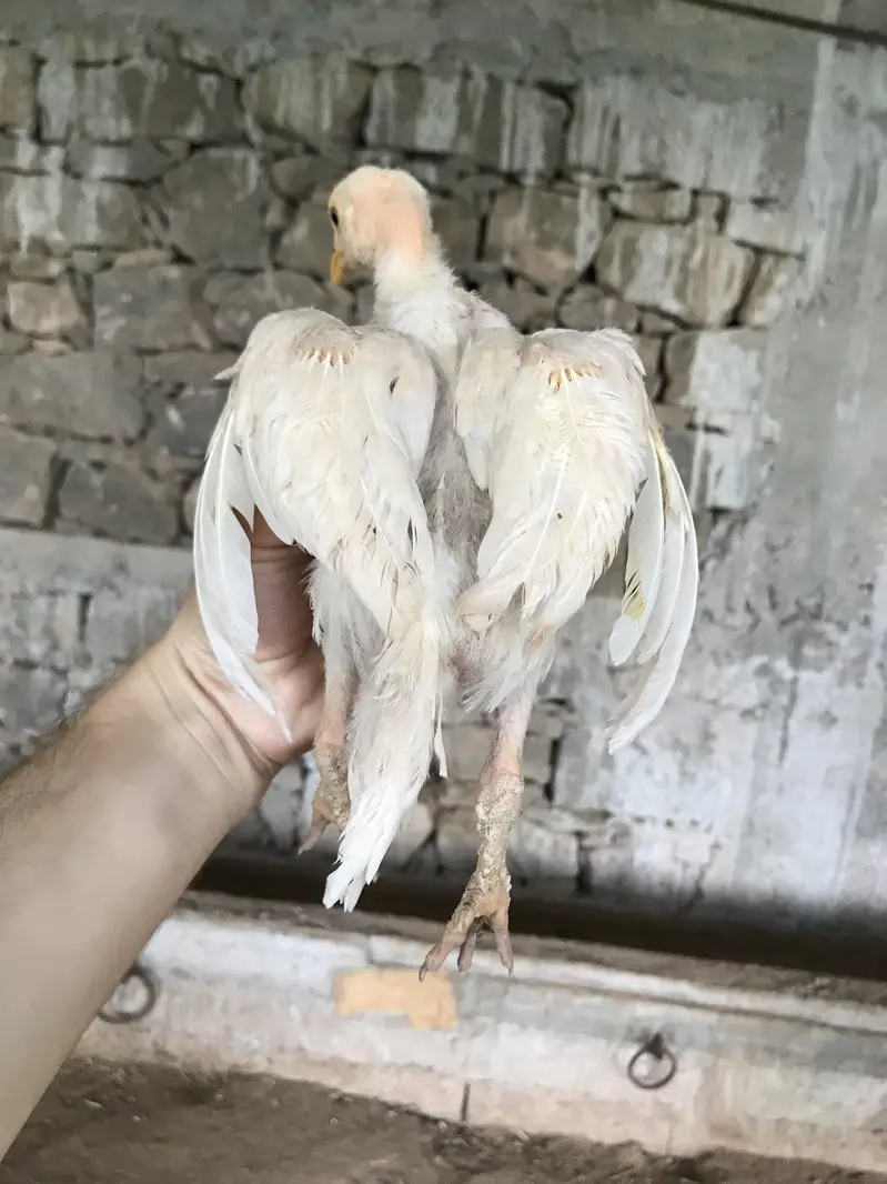 read details please ,herra aseel chicks for sale — photo 9