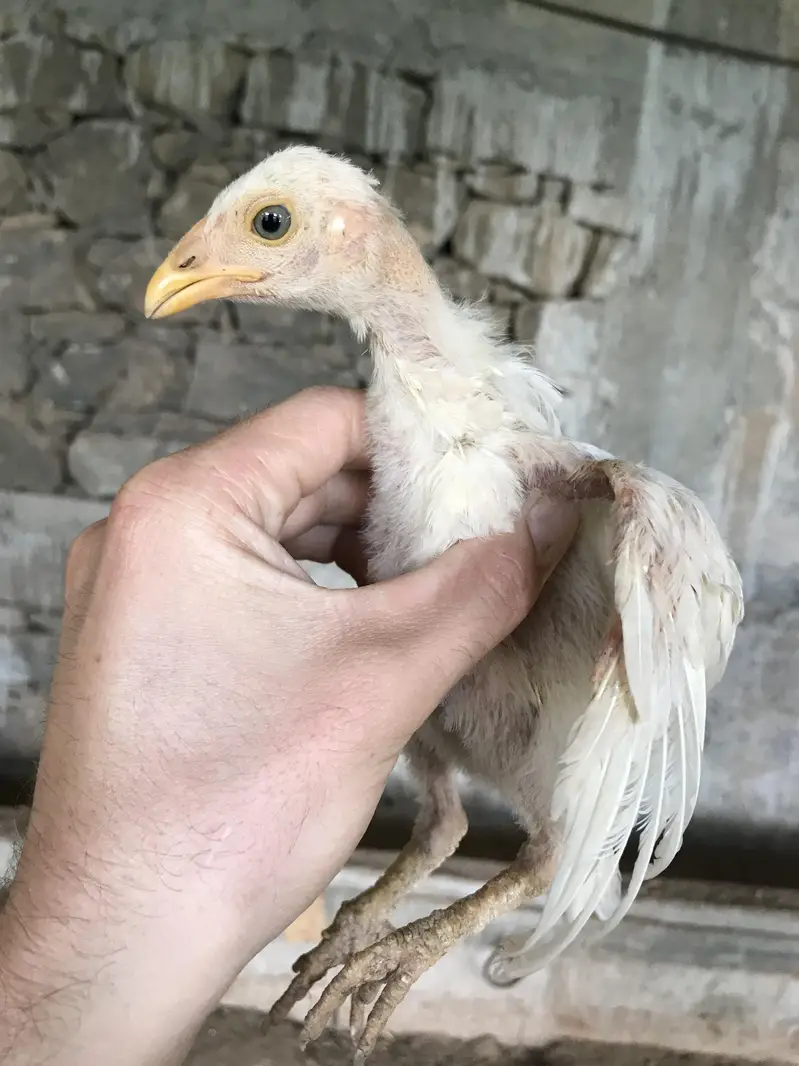 read details please ,herra aseel chicks for sale — photo 10