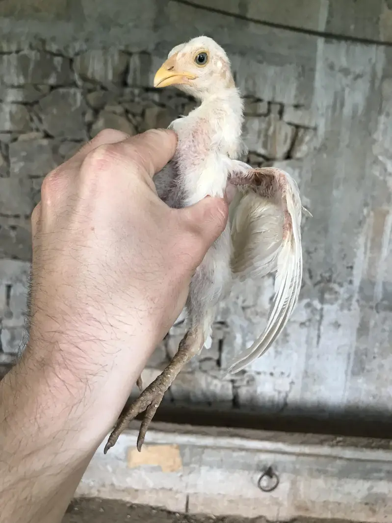 read details please ,herra aseel chicks for sale — photo 11