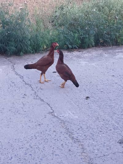 Aseel  Hens