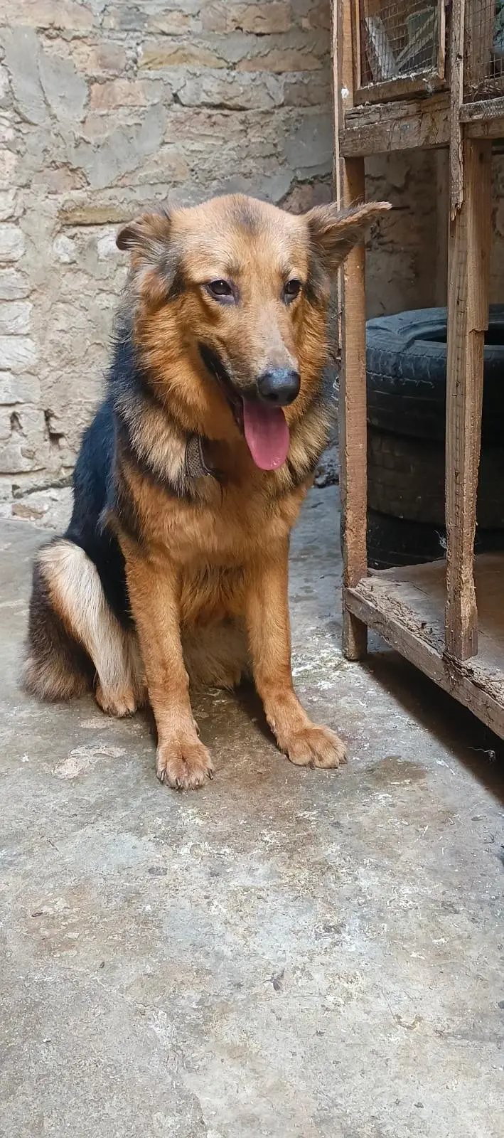 German Shepherd female — photo 3