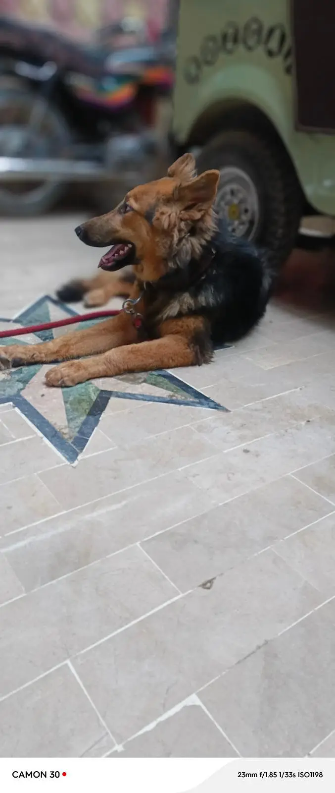 German Shepherd female — photo 2