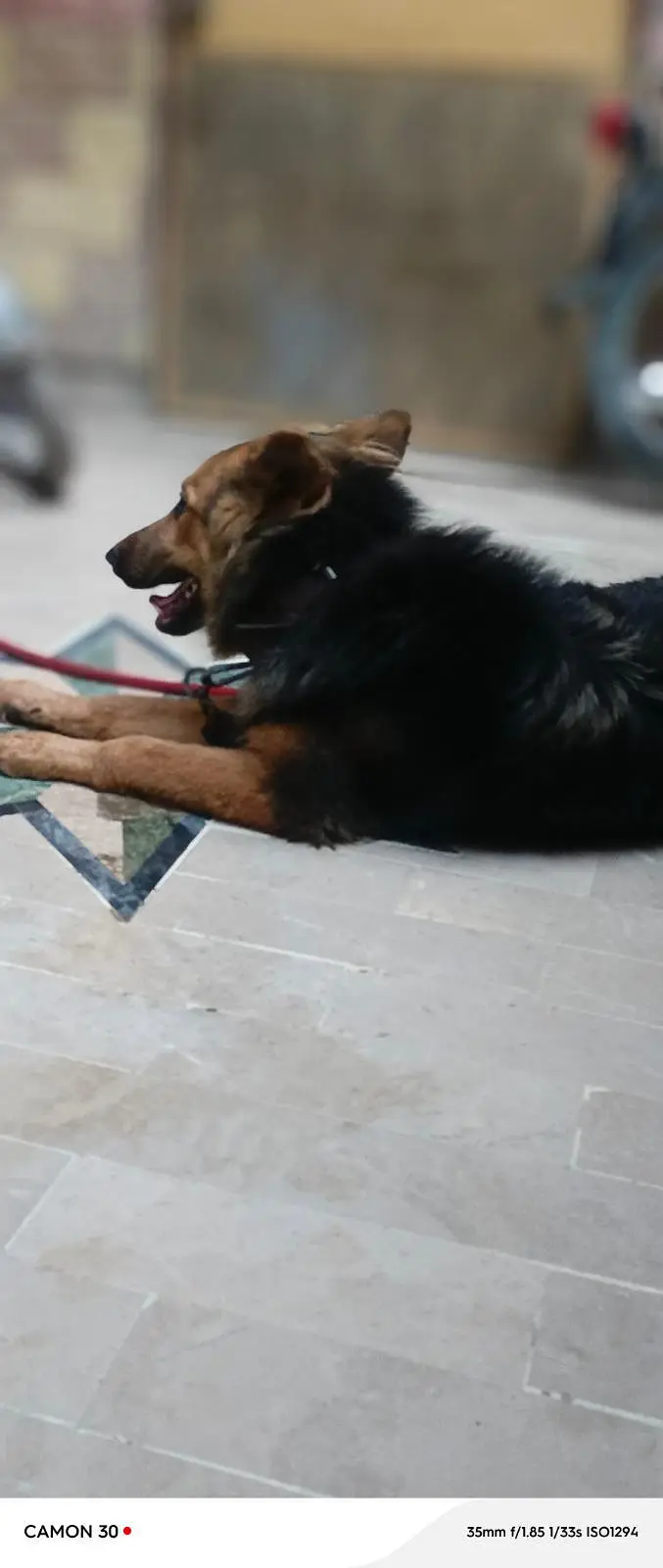 German Shepherd female — photo 4