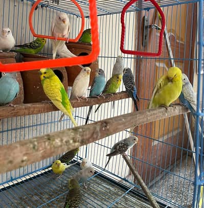 Budgie parrots (red eye also )