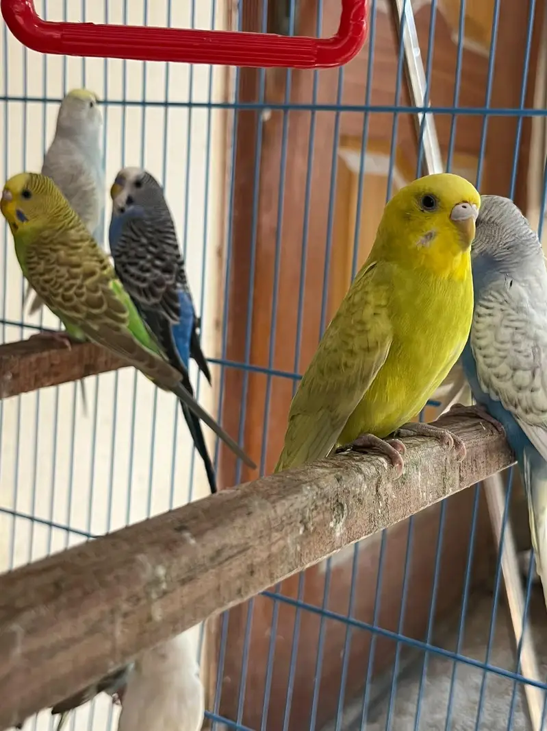 Budgie parrots (red eye also ) — photo 2