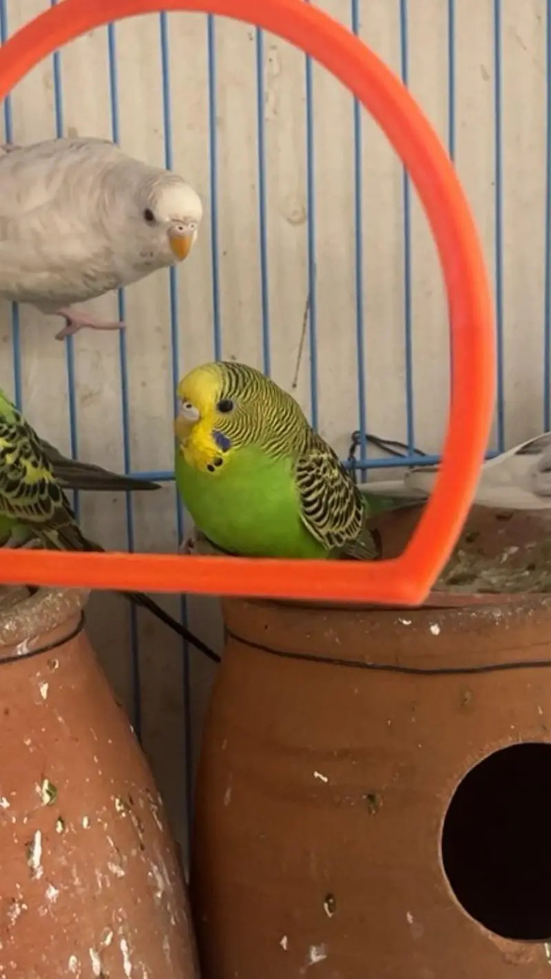 Budgie parrots (red eye also ) — photo 3