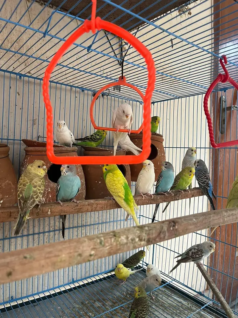 Budgie parrots (red eye also ) — photo 4