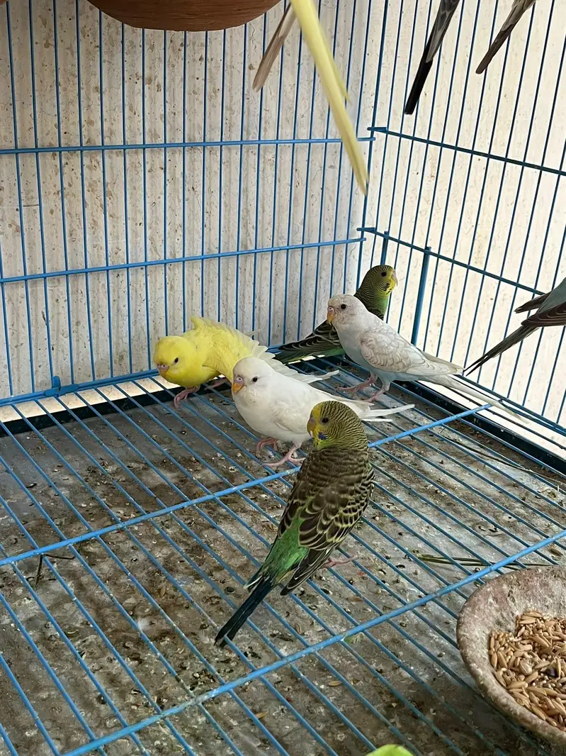 Budgie parrots (red eye also ) — photo 5