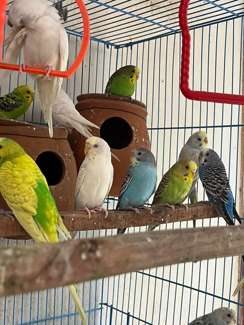 Budgie parrots (red eye also ) — photo 6