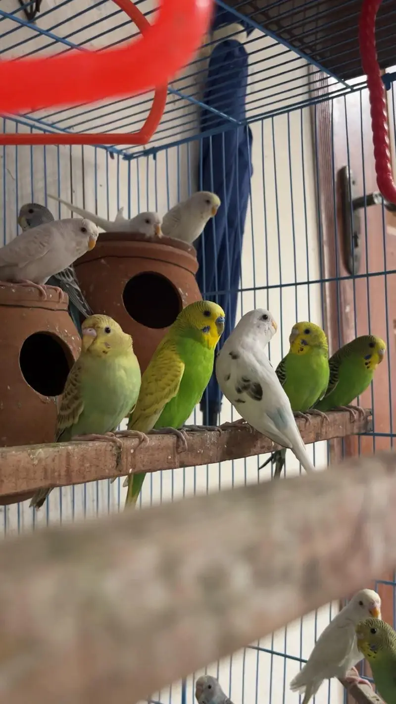 Budgie parrots (red eye also ) — photo 7