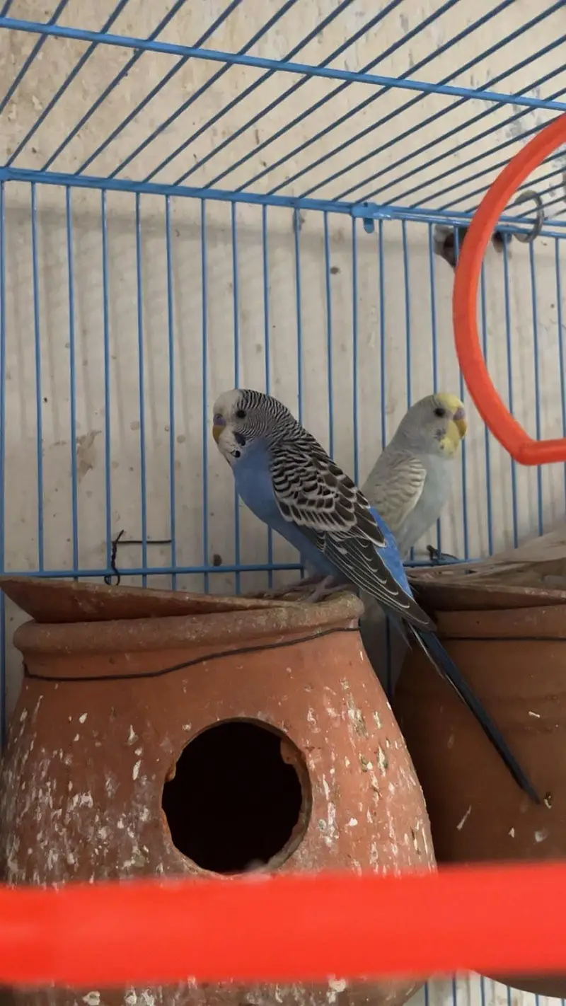 Budgie parrots (red eye also ) — photo 8