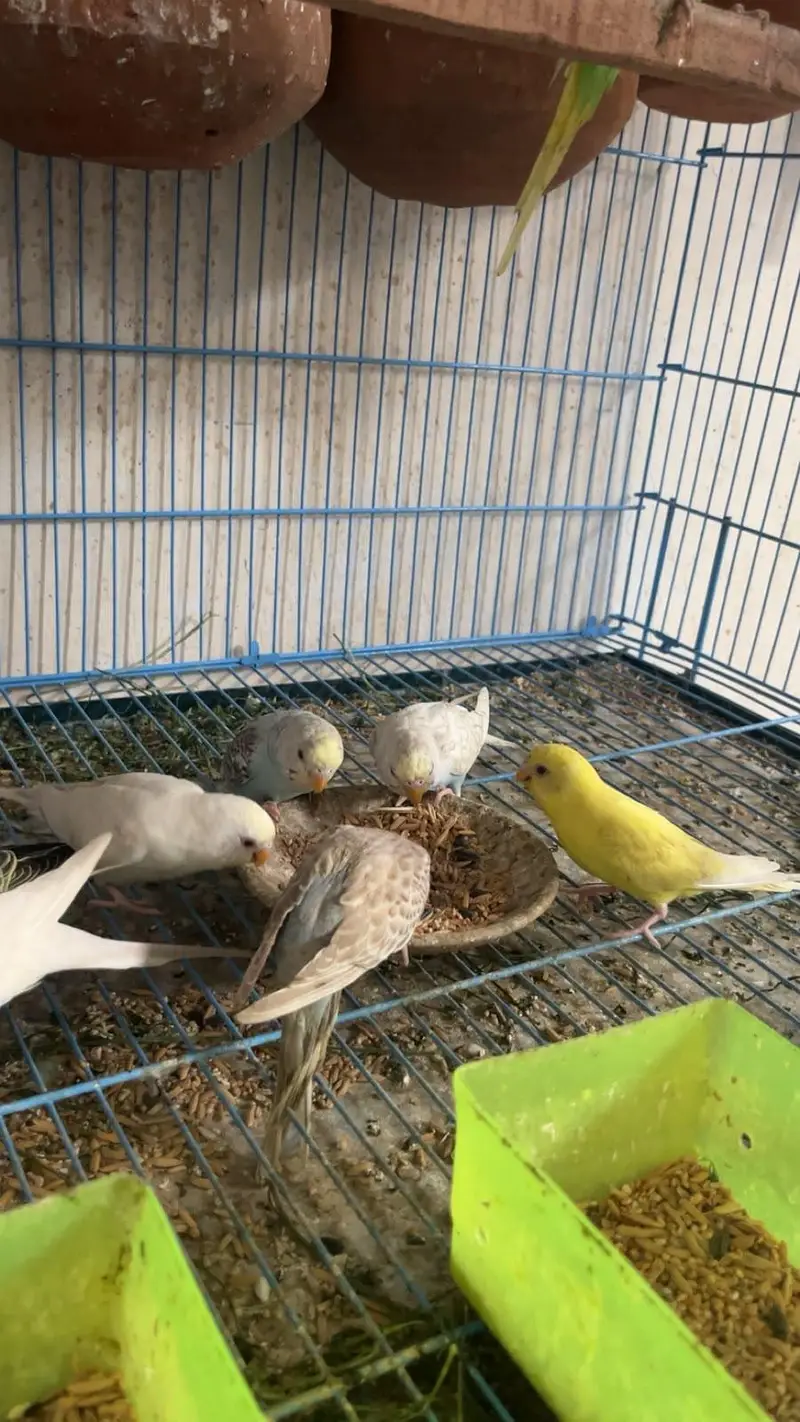 Budgie parrots (red eye also ) — photo 9