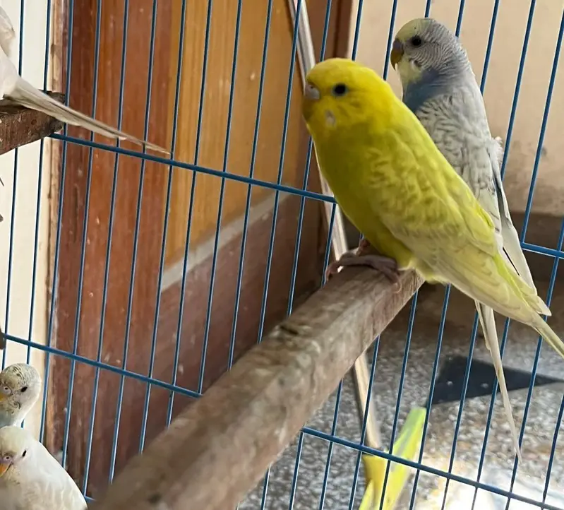 Budgie parrots (red eye also ) — photo 10