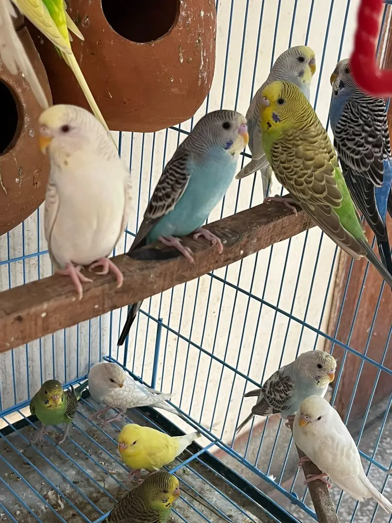 Budgie parrots (red eye also ) — photo 11