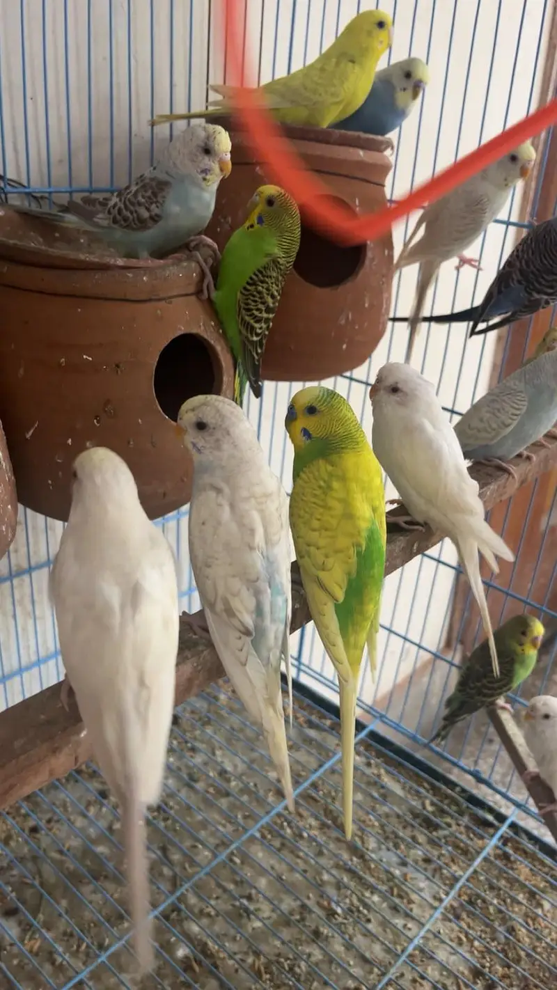 Budgie parrots (red eye also ) — photo 12