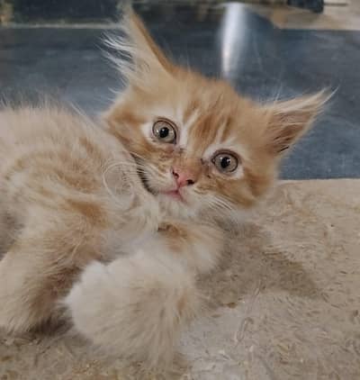 Persian Ginger cat.