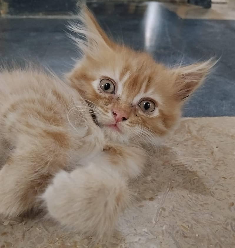 Persian Ginger cat / litter trained / eats solid food 0