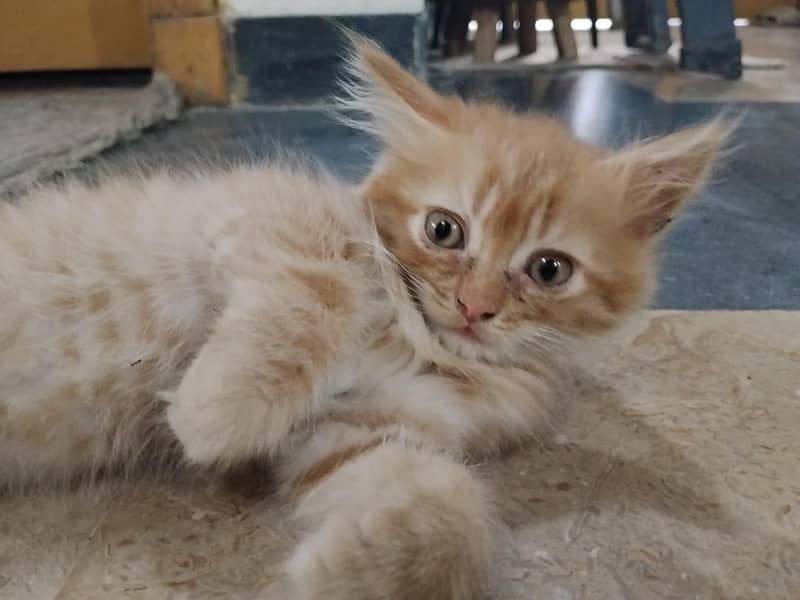 Persian Ginger cat / litter trained / eats solid food 1