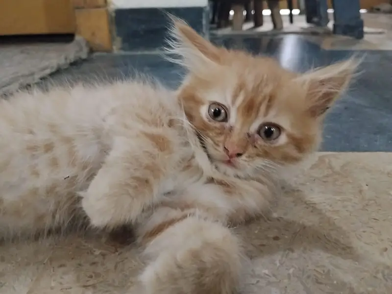 Persian Ginger cat / litter trained / eats solid food — photo 2
