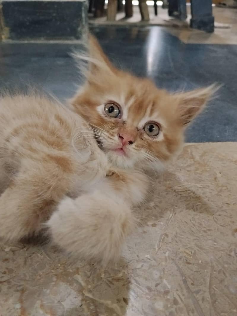 Persian Ginger cat / litter trained / eats solid food 2