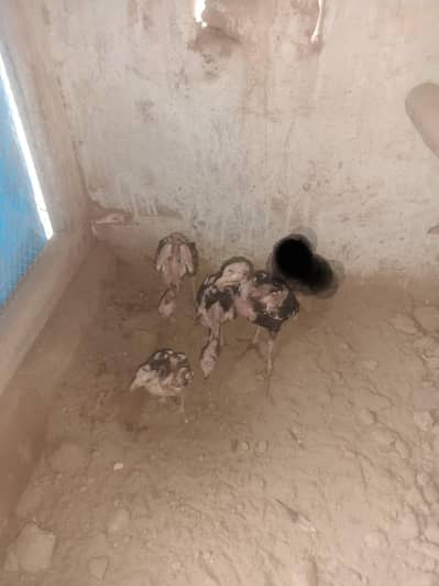 Healthy Black Hens for Sale 3 Months Old – Total Price Rs. 7,000