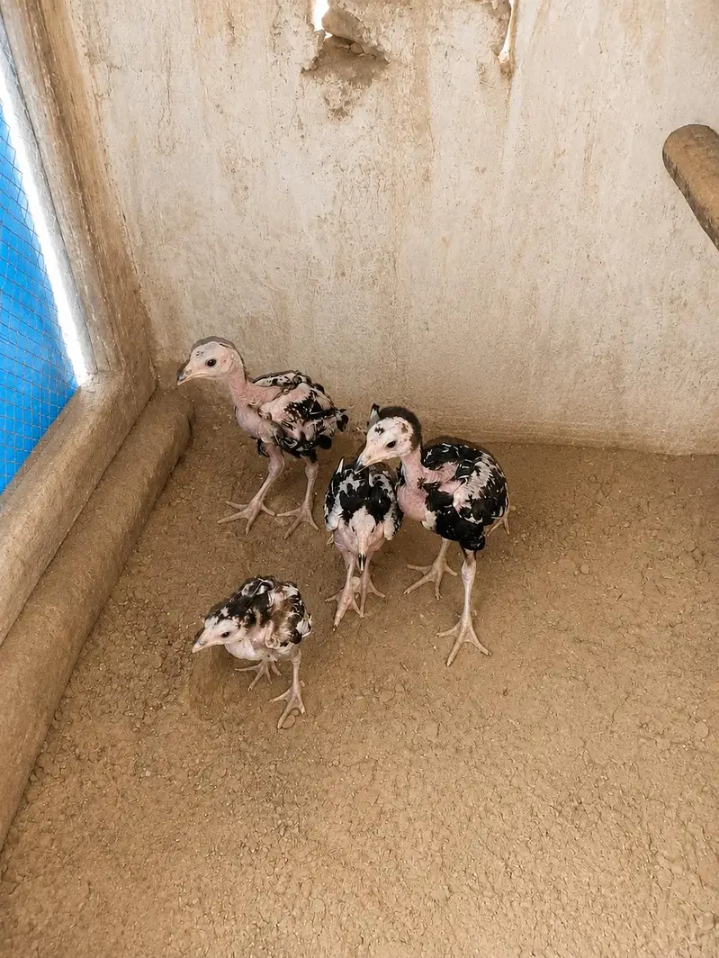 Healthy Black Hens for Sale 3 Months Old – Total Price Rs. 7,000 — photo 3