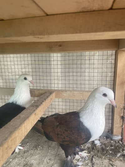 Karbalae beautiful pigeon