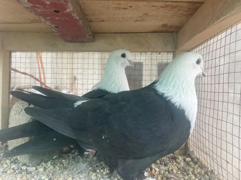 Karbalai Breeder pairs — photo 2