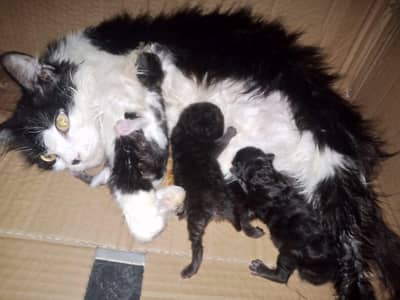 Mother with 3 kittens