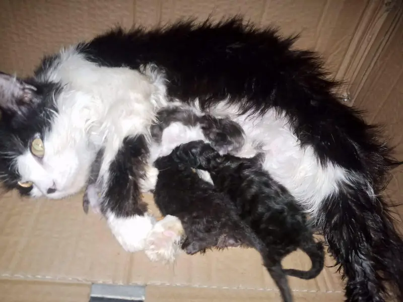 Mother with 3 kittens — photo 2