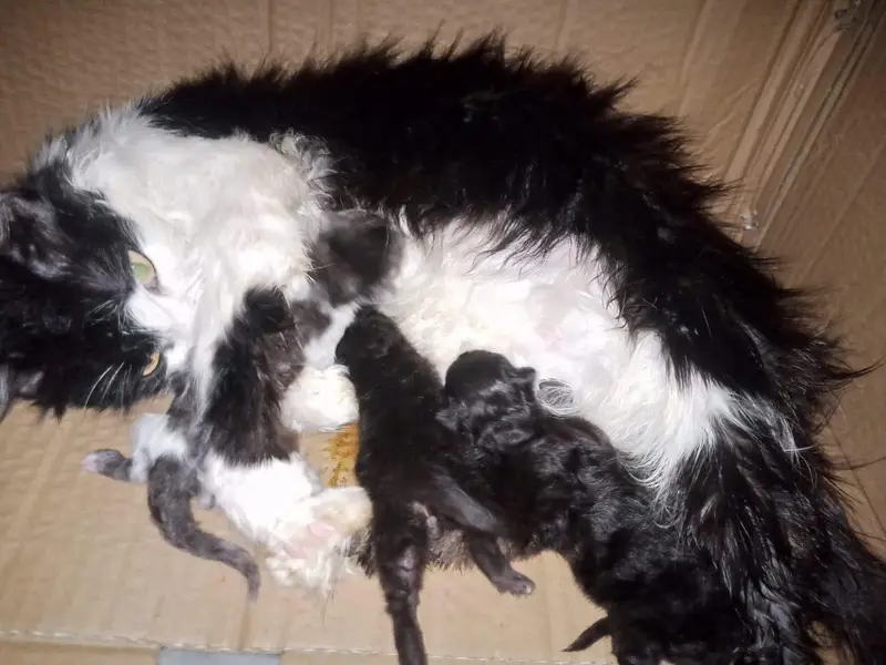 Mother with 3 kittens — photo 3