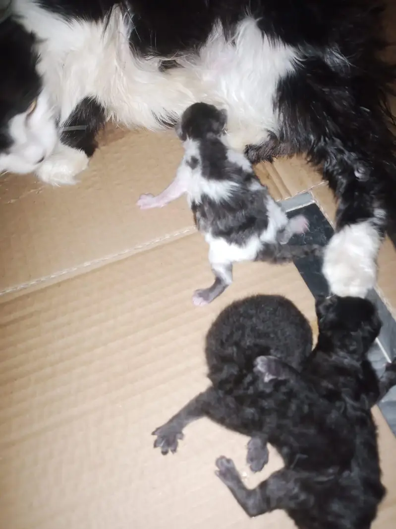 Mother with 3 kittens — photo 4
