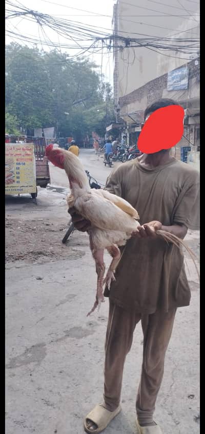 BEST BLOOD LINE REAL HEERA ASEEL MURGA FOR SELL