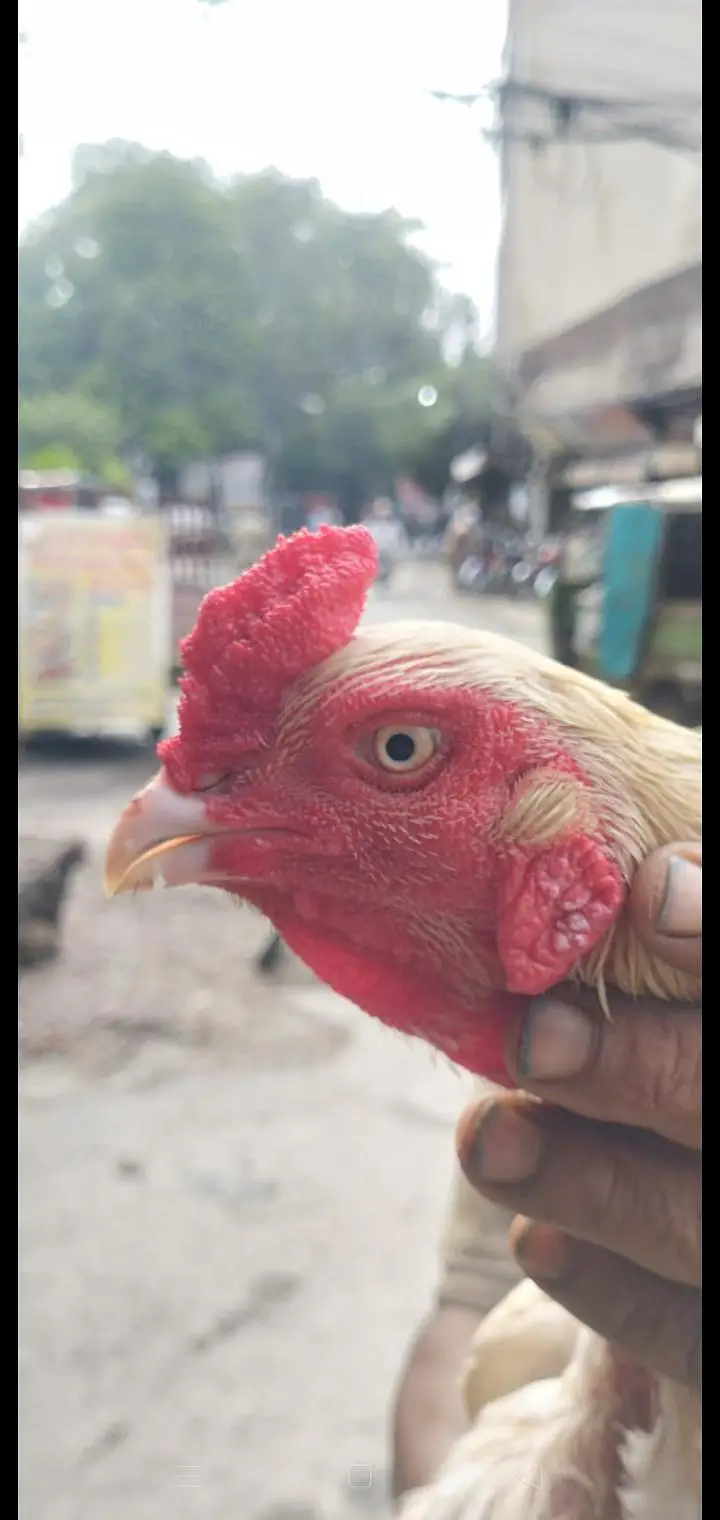 BEST BLOOD LINE REAL HEERA ASEEL MURGA FOR SELL — photo 2