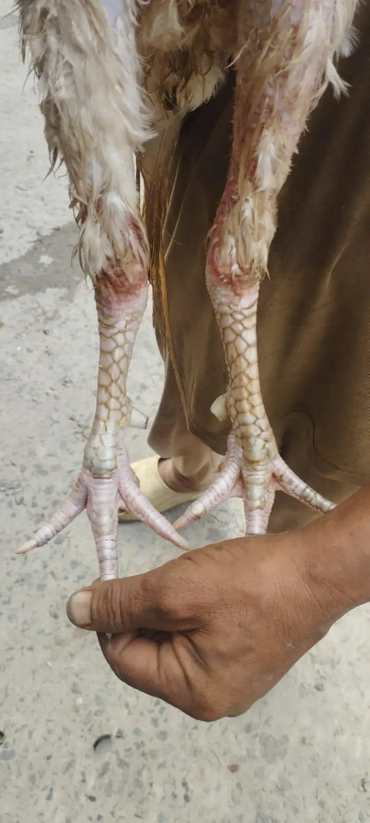 BEST BLOOD LINE REAL HEERA ASEEL MURGA FOR SELL — photo 3