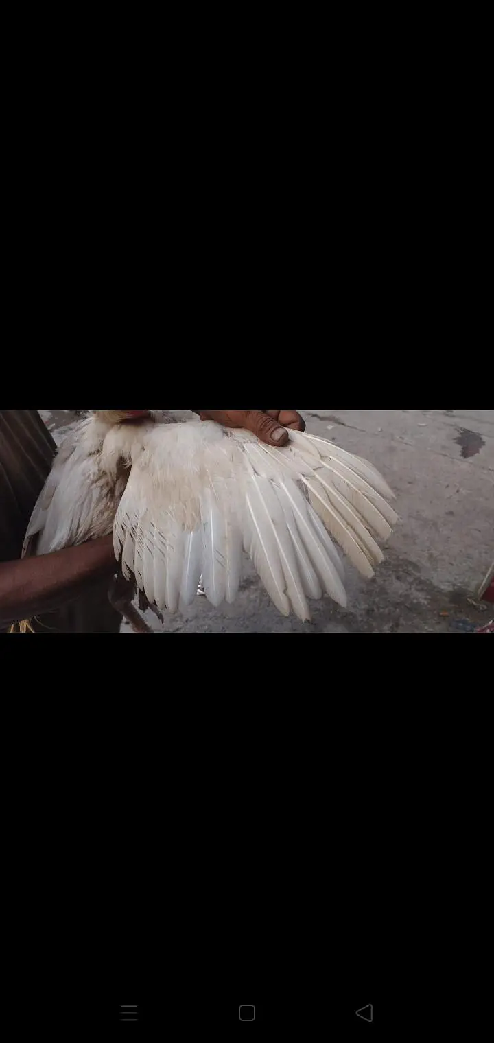 BEST BLOOD LINE REAL HEERA ASEEL MURGA FOR SELL — photo 4